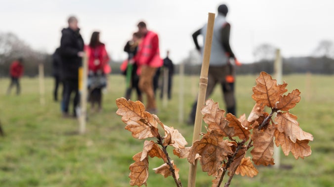 A close up of a tree sapling with people in the background